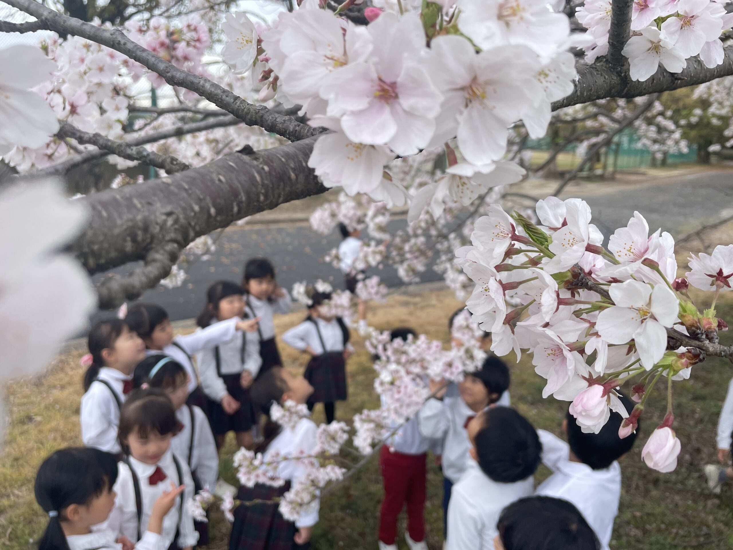 令和６年度が始まりました。千秋幼稚園 - 明法学園