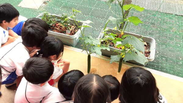 収穫🥒千秋幼稚園