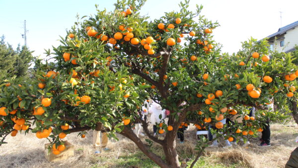 🍊みかん狩り🍊