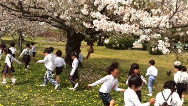 桜の下で・・🌸千秋幼稚園