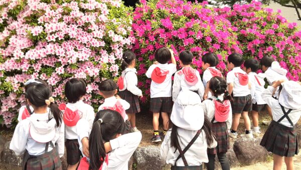 つつじを見に行ったよ🌺千秋幼稚園
