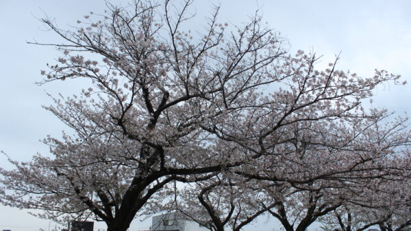🌷一日保育スタート