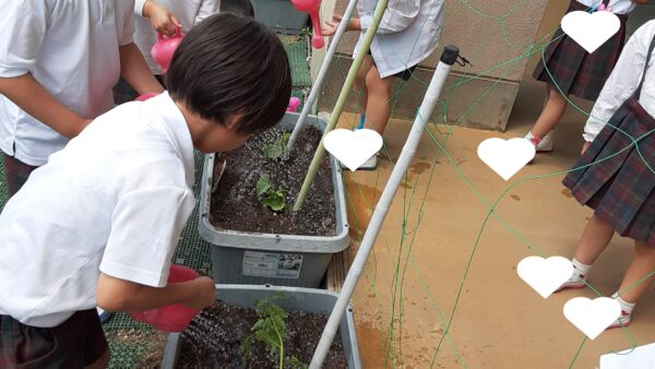 野菜の苗を植えました🌱千秋幼稚園